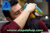 10 aylk sper evcil ara macaw papaanmz