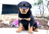 12 hafta yal rottweiler yavrusu evlat edinmek iin