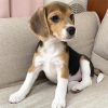 12 haftalk evlat edinme iin gzel beagle yavrular.