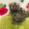 12 haftalk marmoset maymunlar mevcuttur