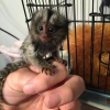 12 haftalk marmoset maymunu..