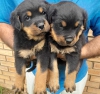 12 haftalk rottweiler yavrular sahiplendirildi