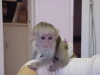 13 hafta capuchin maymunlar mevcuttur