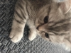 1,5 aylk british shorthair