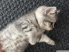 1,5 aylk british shorthair