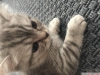 1,5 aylk british shorthair