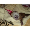 15 haftalk usda capuchin maymunu