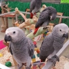 18 months old african grey parrots
