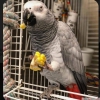 18 months old african grey parrots