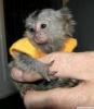 2 adet bebek marmoset maymunu mevcuttur