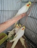 2 aylk bebek sultan papagan full evcil antalya