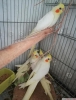 2 aylk bebek sultan papagan full evcil antalya