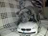 2 aylk dii blue french bulldog