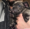 2 aylk dii blue french bulldog