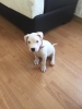 2 aylk dii dogo argentino