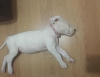 2 aylk dii dogo argentino