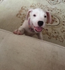 2 aylk dii dogo argentino