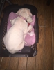 2 aylk dii dogo argentino