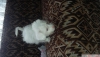 2 aylk dii  maltese terer