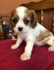 2 cavalier king yavrusu