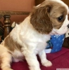 2 cavalier king yavrusu