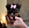 2 ay fincan yorkie