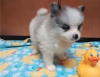 2 erkek pomeranian yavru