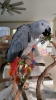 2 konuan scarlet amerika papaan   scarlet macaw papaanla