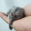 2 marmoset maymunlar