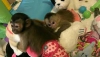 2 olaganüstü capuchin maymunu
