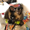 2 olaganst capuchin maymunu