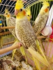 65 gnlk antalya sultan papaganlar full evcil