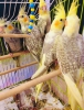 65 gnlk antalya sultan papaganlar full evcil