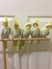Antalya satlk sultan papaganlar bebekler 3 aylk