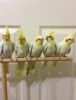 Antalya satlk sultan papaganlar bebekler 3 aylk