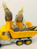 Antalya satılık sultan papaganları full evcıll 2 aylık