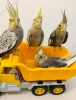 Antalya satılık sultan papaganları full evcıll 2 aylık