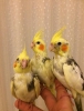 Sultan papaganlar 2 aylk full evcil bebekler antalya