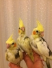 Sultan papaganlar 2 aylk full evcil bebekler antalya