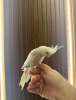 2024 3 aylık full evcil antalya yavru sultan papaganı