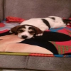 2,5 aylk erkek Beagle yavrusu
