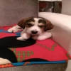 2,5 aylk erkek Beagle yavrusu