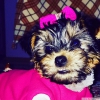 2.5 aylk yorkshire terrier teacup