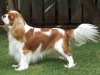 2aylik cavalier king charles