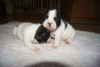 2aylk satlk french bulldog yavrular