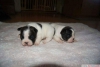 2aylk satlk french bulldog yavrular