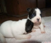 2aylk satlk french bulldog yavrular