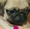 2b�y�leyici pug yavrular�.