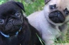2b�y�leyici pug yavrular�.
