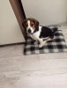 3 aylk beagle